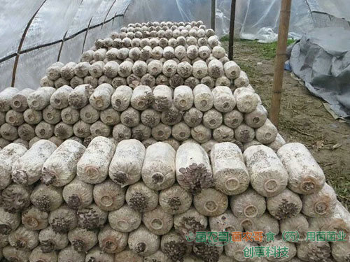 平菇-用多种农作物废料袋栽