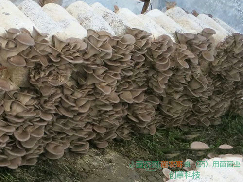 平菇-用多种农作物废料袋栽