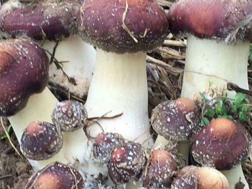 赤松茸种植技术简单